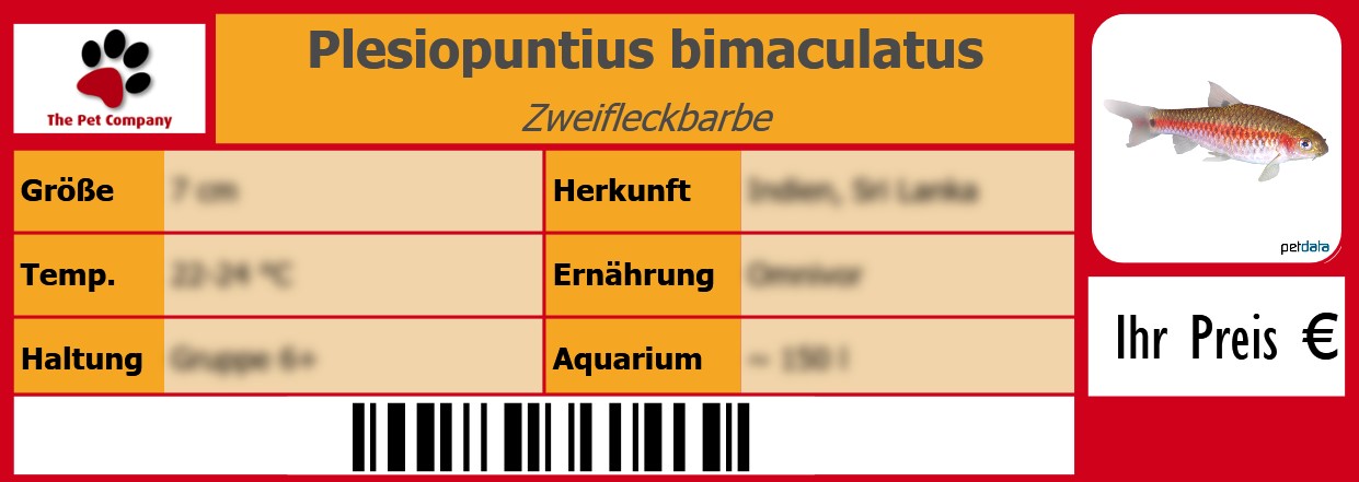 Plesiopuntius bimaculatus Zweifleckbarbe 105 x 38 mm