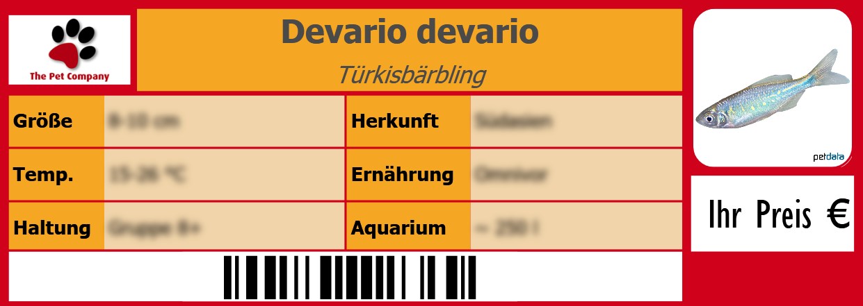 Devario devario Türkisbärbling 105 x 38 mm