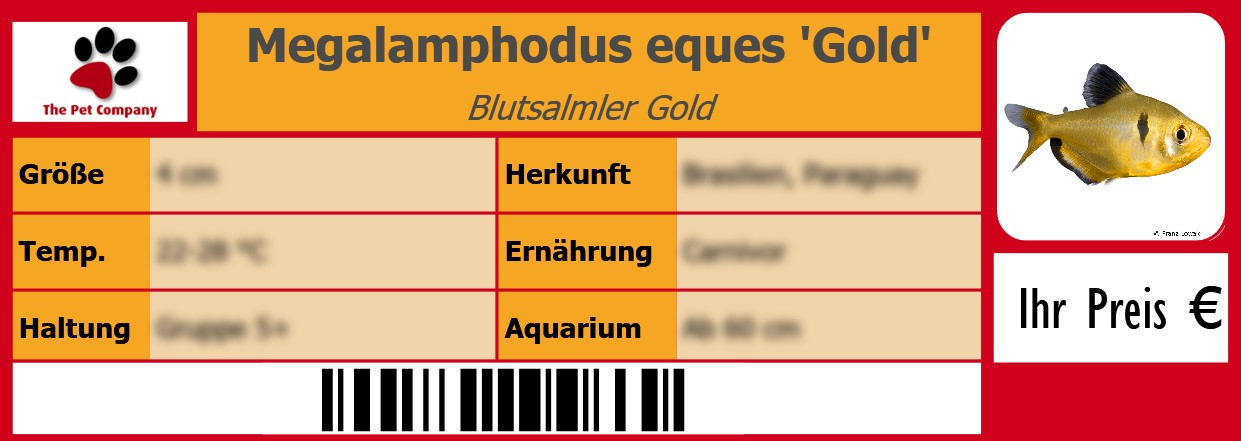 Megalamphodus eques 'Gold' Blutsalmler Gold 105 x 38 mm