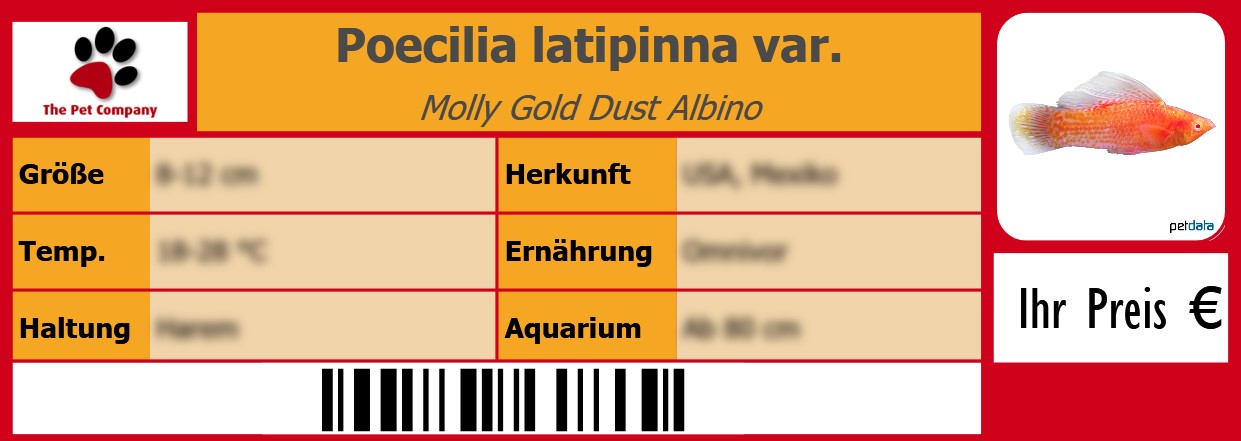 Poecilia latipinna var. Molly Gold Dust Albino 105 x 38 mm