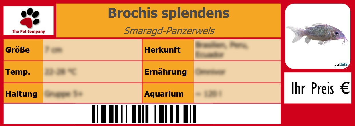 Brochis splendens Smaragd-Panzerwels 105 x 38 mm