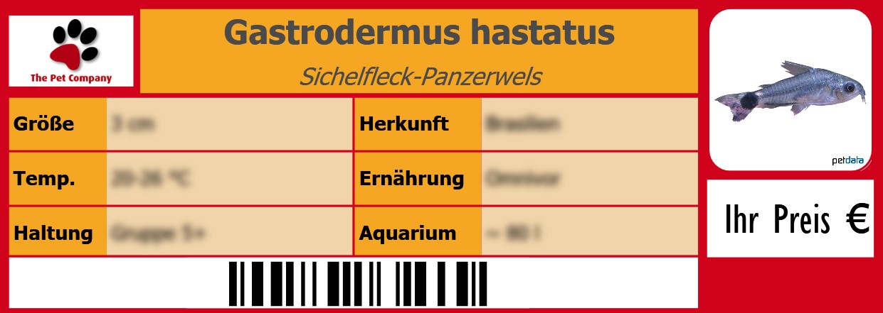 Gastrodermus hastatus Sichelfleck-Panzerwels 105 x 38 mm