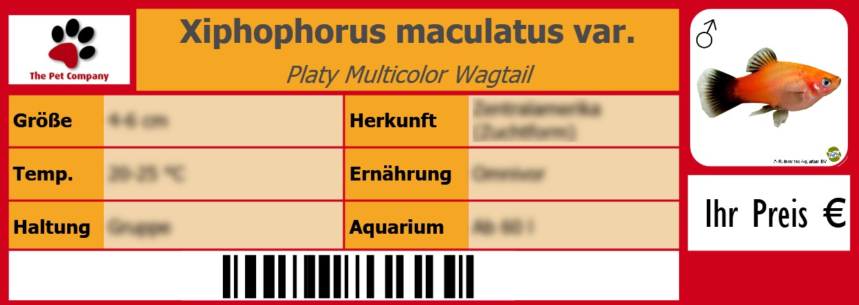 Xiphophorus maculatus var. Platy Multicolor Wagtail 105 x 38 mm