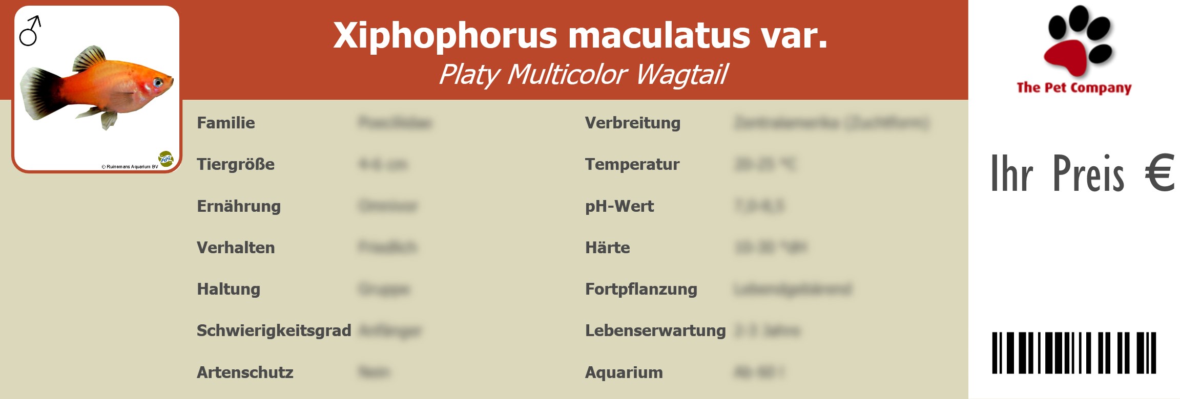 Xiphophorus maculatus var. Platy Multicolor Wagtail 195 x 66 mm