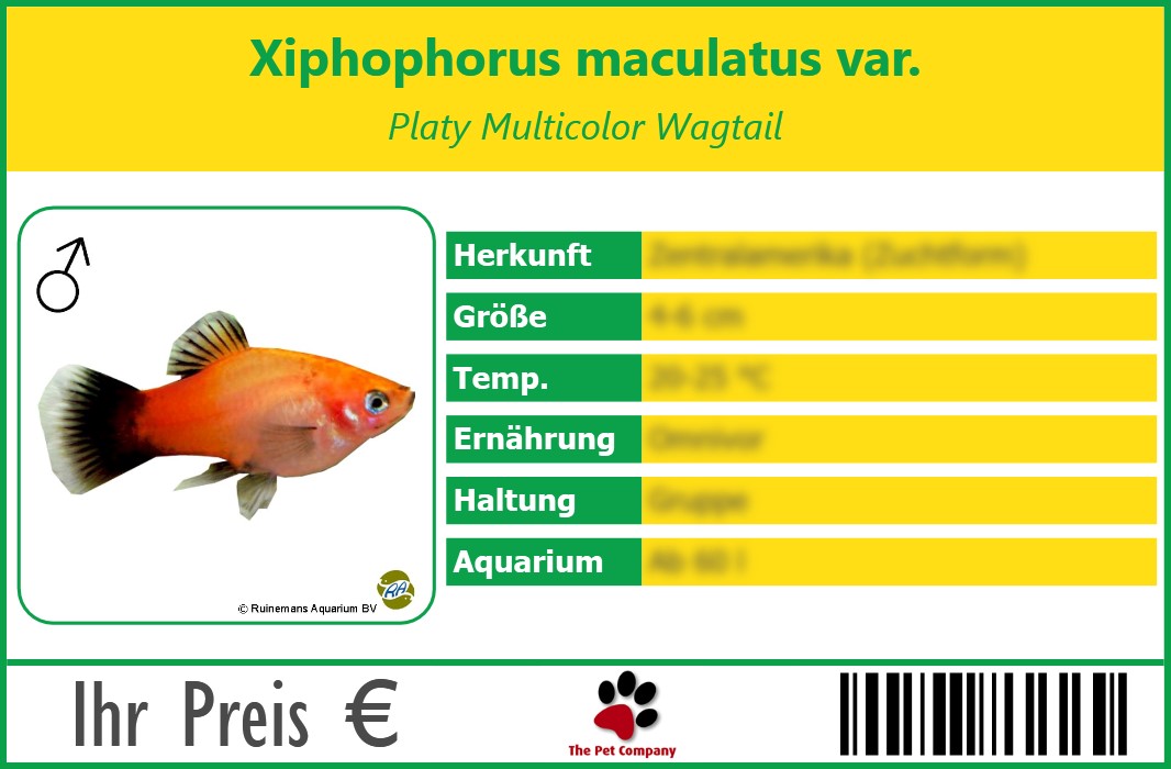 Xiphophorus maculatus var. Platy Multicolor Wagtail 90 x 60 mm