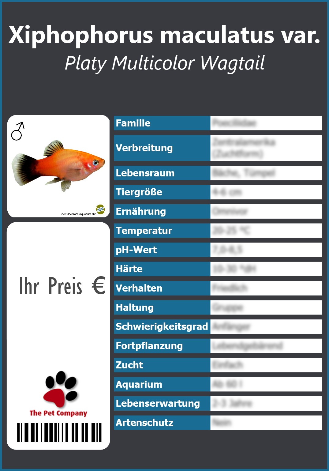 Xiphophorus maculatus var. Platy Multicolor Wagtail 91 x 130 mm