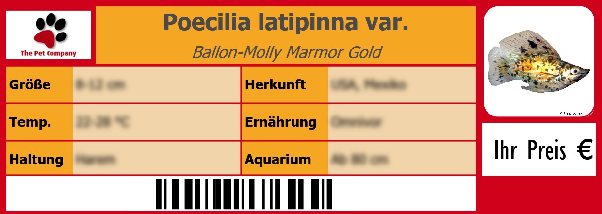 Poecilia latipinna var. Ballon-Molly Marmor Gold 105 x 38 mm