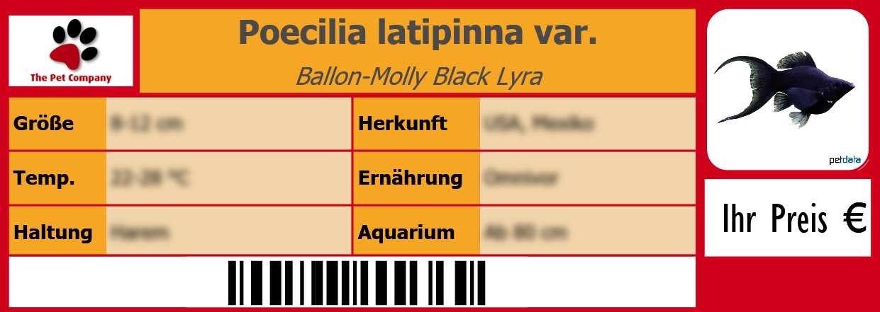 Poecilia latipinna var. Ballon-Molly Black Lyra 105 x 38 mm