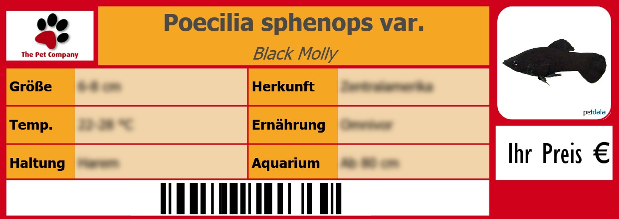 Poecilia sphenops var. Black Molly 105 x 38 mm
