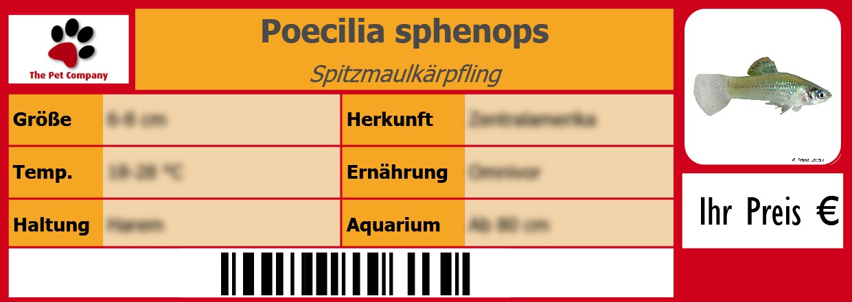 Poecilia sphenops Spitzmaulkärpfling 105 x 38 mm