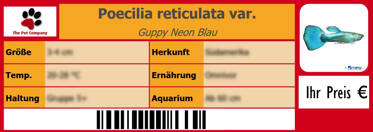 Poecilia reticulata var. Guppy Neon Blau 105 x 38 mm