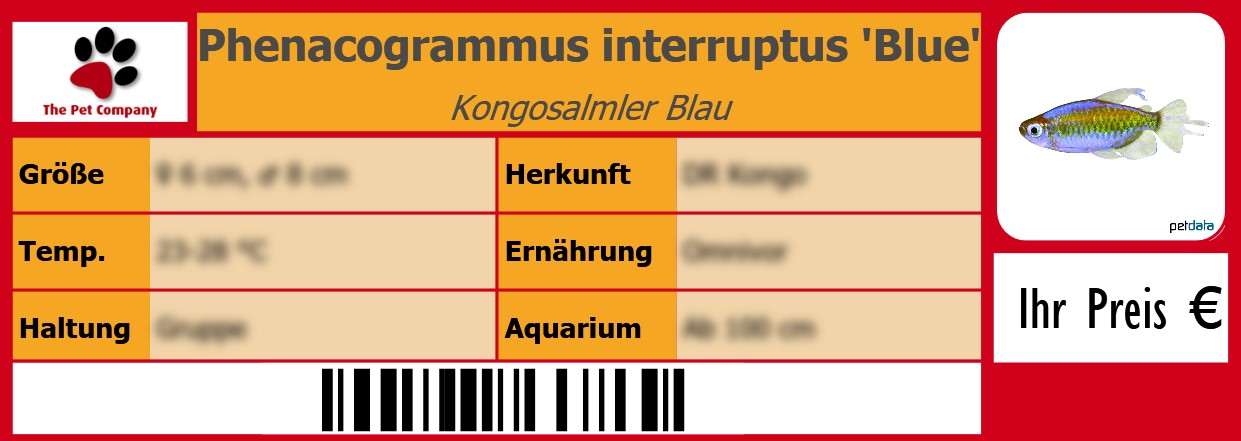 Phenacogrammus interruptus 'Blue' Kongosalmler Blau 105 x 38 mm