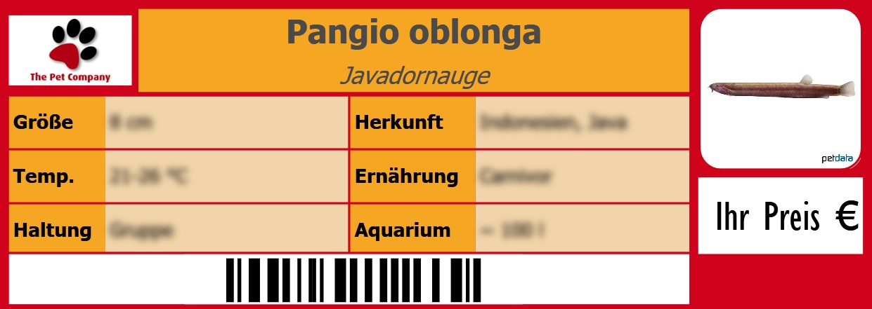 Pangio oblonga Javadornauge 105 x 38 mm