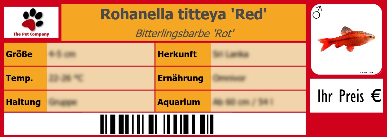 Rohanella titteya 'Red' Bitterlingsbarbe 'Rot' 105 x 38 mm