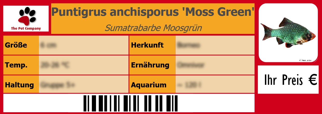 Puntigrus anchisporus 'Moss Green' Sumatrabarbe Moosgrün 105 x 38 mm