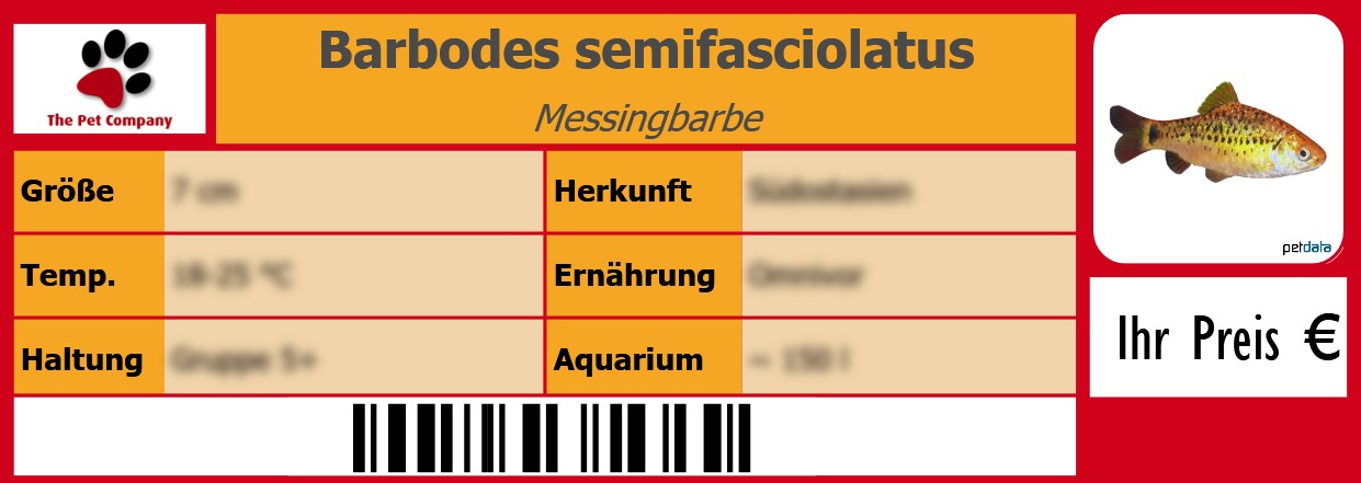 Barbodes semifasciolatus Messingbarbe 105 x 38 mm