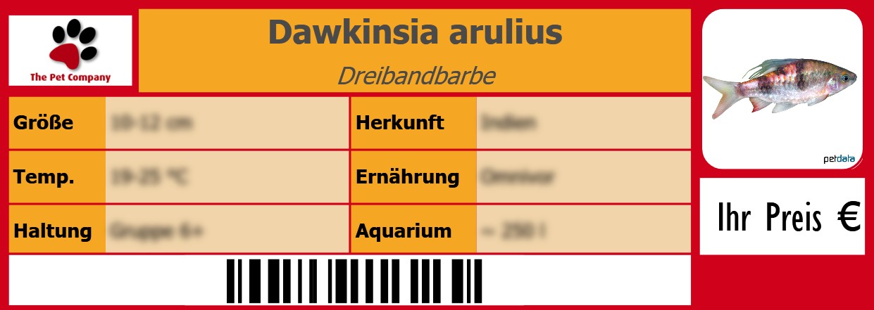 Dawkinsia arulius Dreibandbarbe 105 x 38 mm