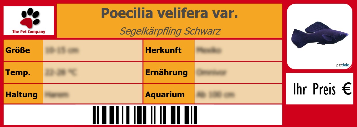 Poecilia velifera var. Segelkärpfling Schwarz 105 x 38 mm