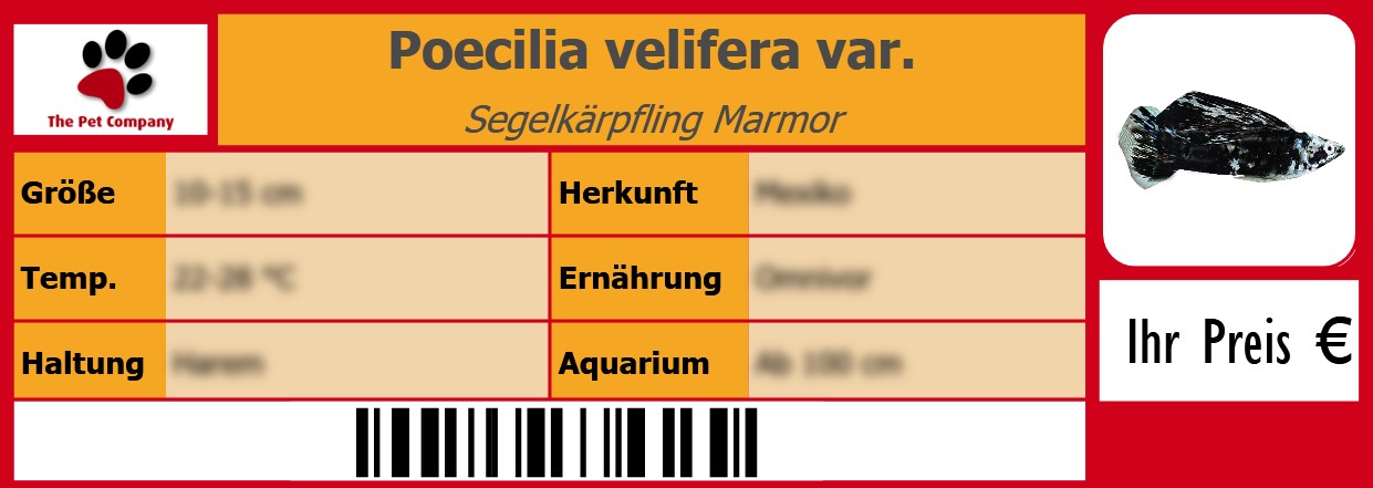 Poecilia velifera var. Segelkärpfling Marmor 105 x 38 mm