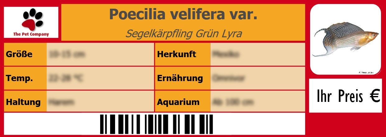 Poecilia velifera var. Segelkärpfling Grün Lyra 105 x 38 mm
