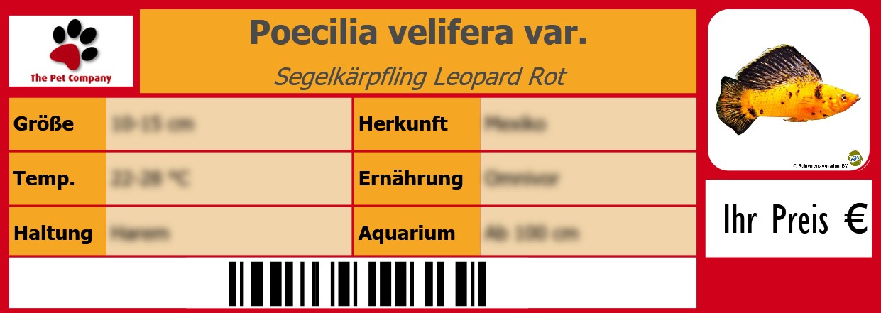 Poecilia velifera var. Segelkärpfling Leopard Rot 105 x 38 mm