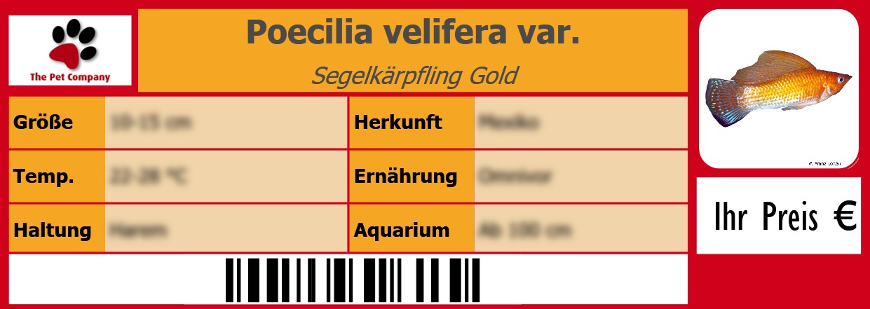 Poecilia velifera var. Segelkärpfling Gold 105 x 38 mm