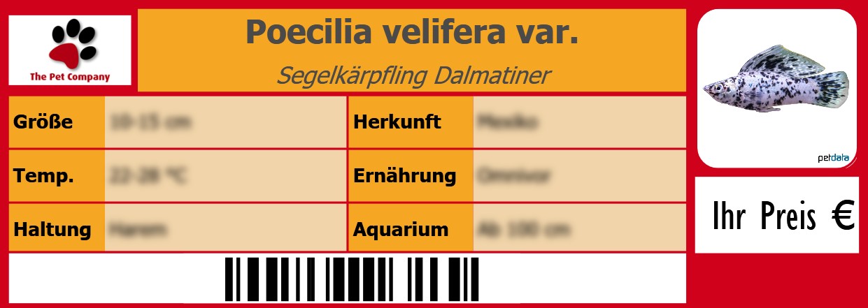 Poecilia velifera var. Segelkärpfling Dalmatiner 105 x 38 mm