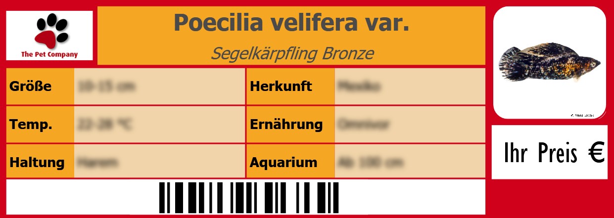 Poecilia velifera var. Segelkärpfling Bronze 105 x 38 mm