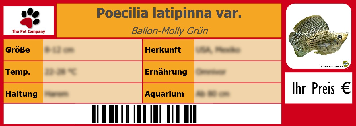 Poecilia latipinna var. Ballon-Molly Grün 105 x 38 mm