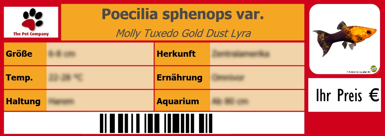 Poecilia sphenops var. Molly Tuxedo Gold Dust Lyra 105 x 38 mm
