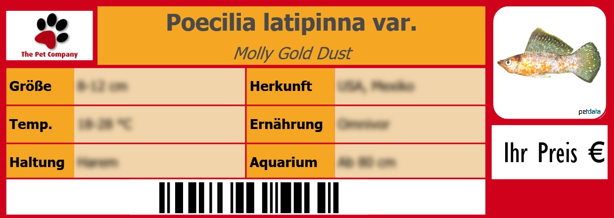 Poecilia latipinna var. Molly Gold Dust 105 x 38 mm