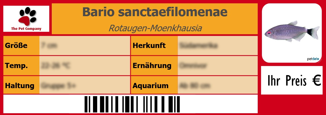 Bario sanctaefilomenae Rotaugen-Moenkhausia 105 x 38 mm