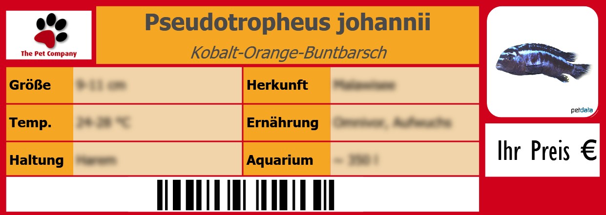 Pseudotropheus johannii Kobalt-Orange-Buntbarsch 105 x 38 mm