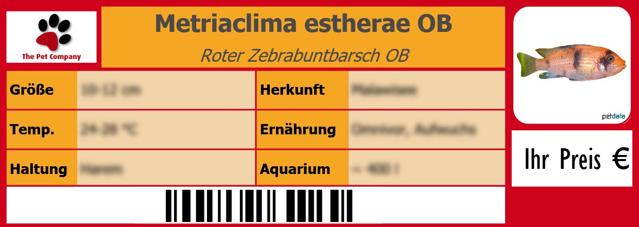 Metriaclima estherae OB Roter Zebrabuntbarsch OB 105 x 38 mm
