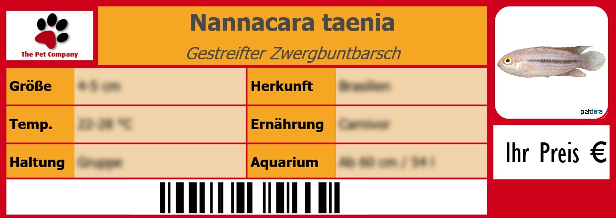 Nannacara taenia Gestreifter Zwergbuntbarsch 105 x 38 mm