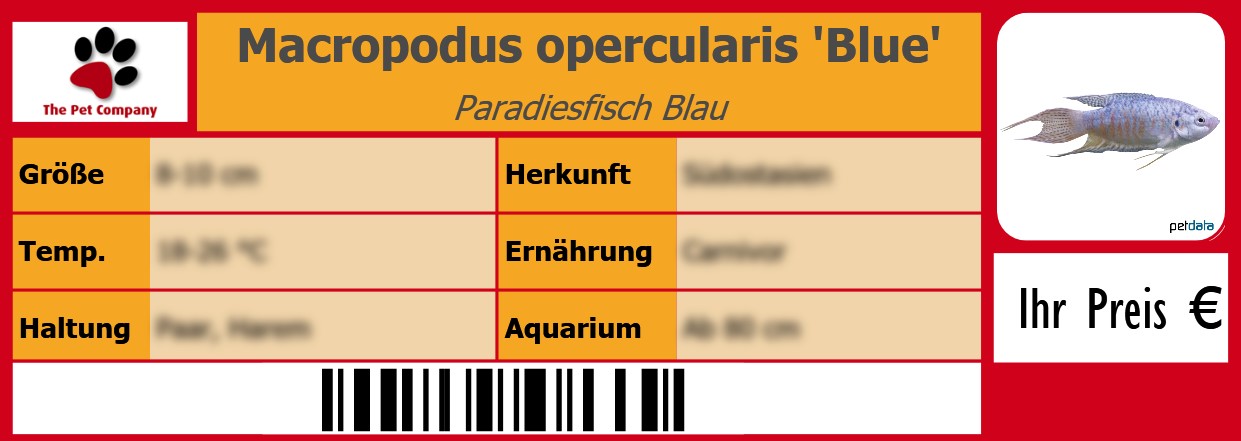 Macropodus opercularis 'Blue' Paradiesfisch Blau 105 x 38 mm