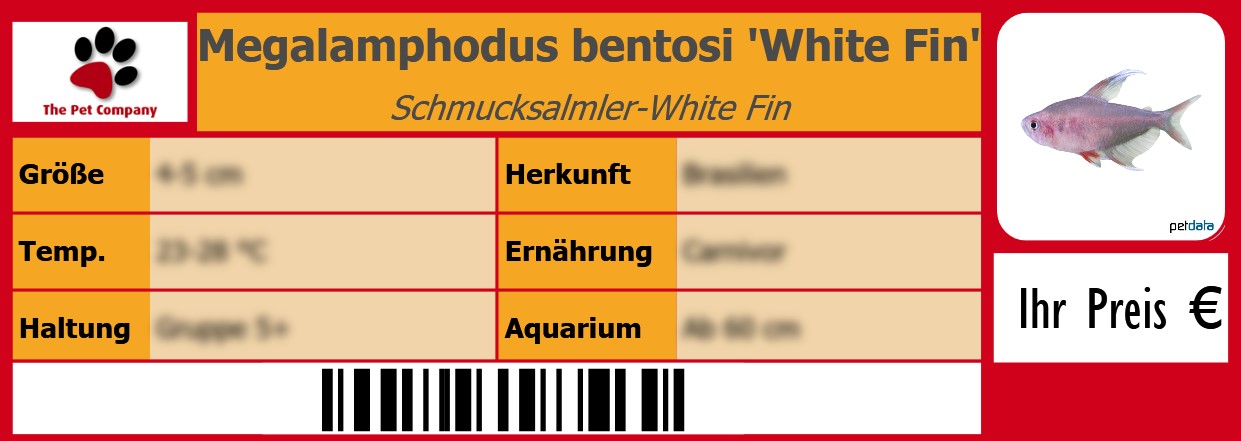 Megalamphodus bentosi 'White Fin' Schmucksalmler-White Fin 105 x 38 mm