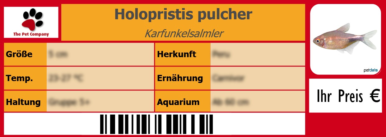 Holopristis pulcher Karfunkelsalmler 105 x 38 mm