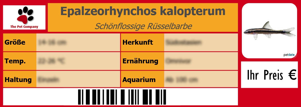 Epalzeorhynchos kalopterum Schönflossige Rüsselbarbe 105 x 38 mm