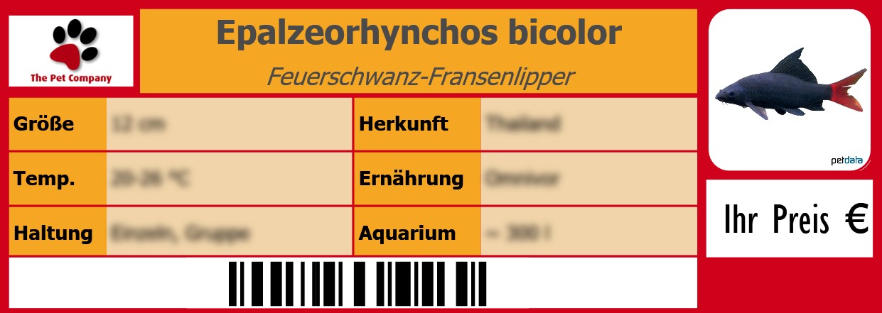 Epalzeorhynchos bicolor Feuerschwanz-Fransenlipper 105 x 38 mm