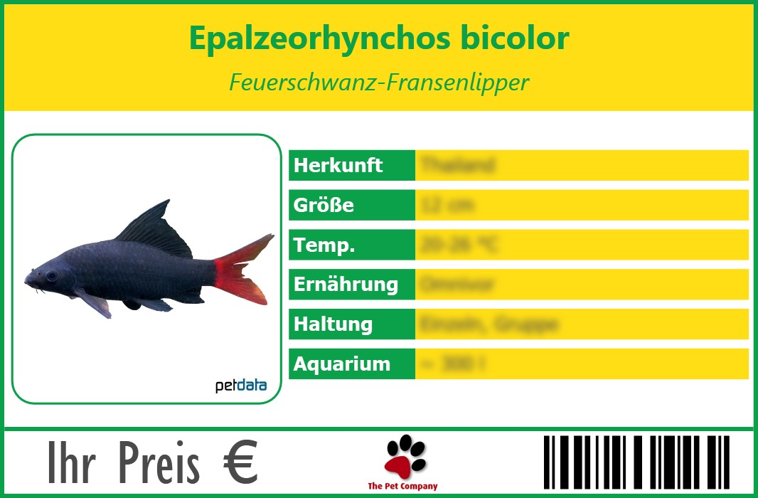 Epalzeorhynchos bicolor Feuerschwanz-Fransenlipper 90 x 60 mm