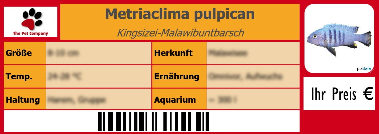 Metriaclima pulpican Kingsizei-Malawibuntbarsch 105 x 38 mm