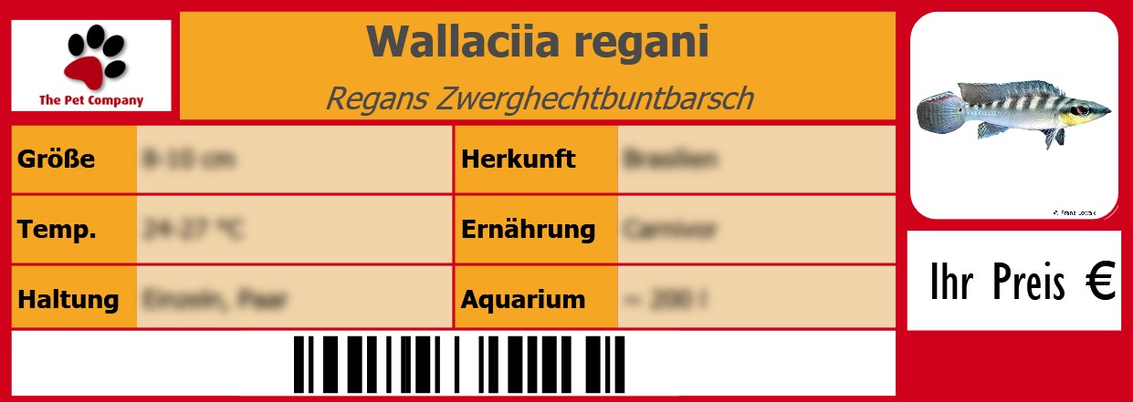 Wallaciia regani Regans Zwerghechtbuntbarsch 105 x 38 mm