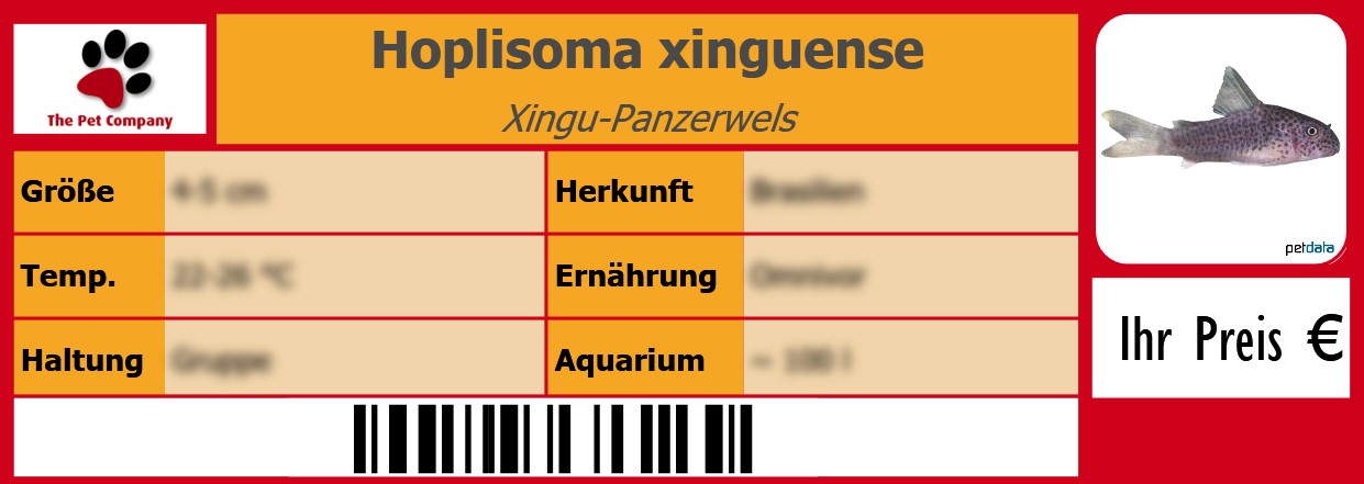 Hoplisoma xinguense Xingu-Panzerwels 105 x 38 mm