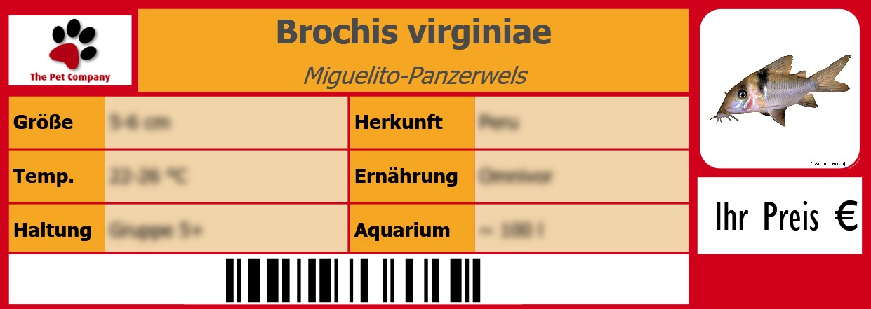 Brochis virginiae Miguelito-Panzerwels 105 x 38 mm