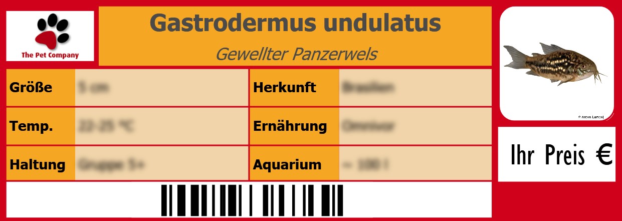 Gastrodermus undulatus Gewellter Panzerwels 105 x 38 mm