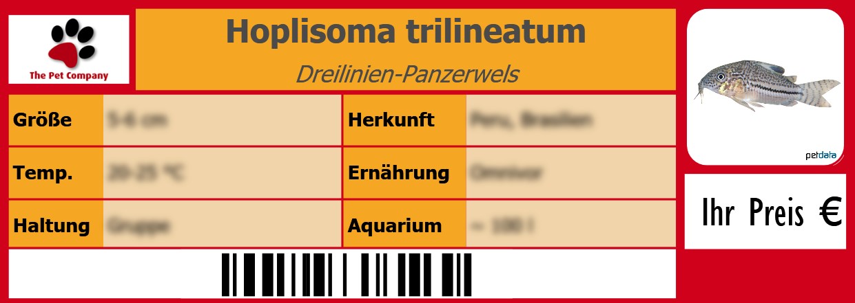 Hoplisoma trilineatum Dreilinien-Panzerwels 105 x 38 mm