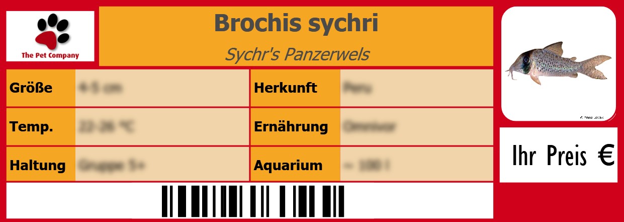 Brochis sychri Sychr's Panzerwels 105 x 38 mm