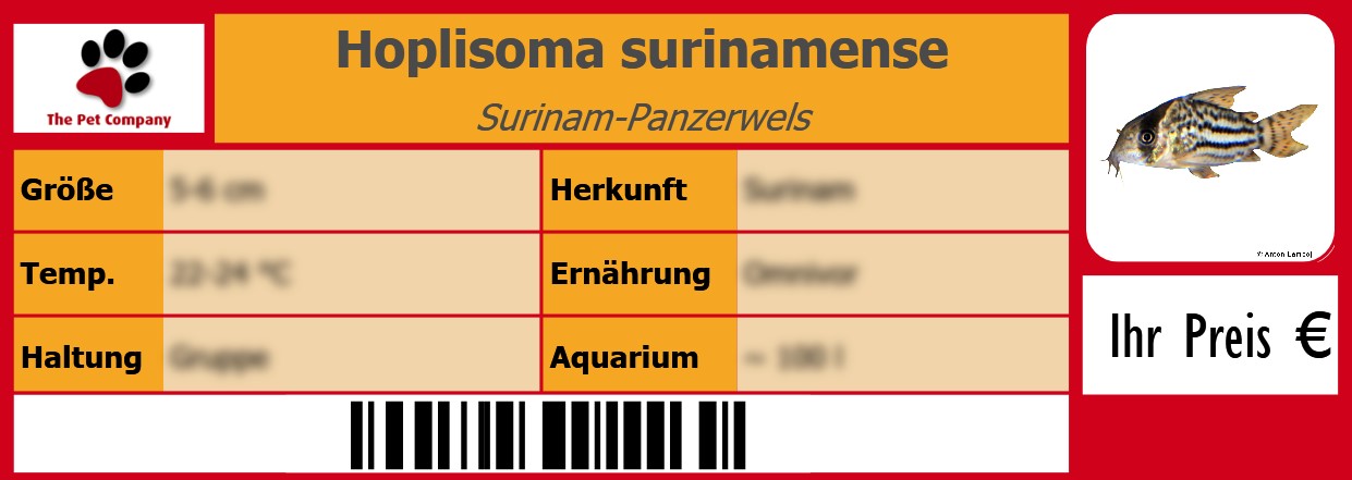 Hoplisoma surinamense Surinam-Panzerwels 105 x 38 mm