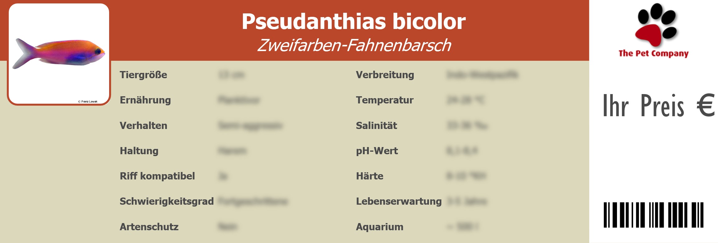 Pseudanthias bicolor Zweifarben-Fahnenbarsch 195 x 66 mm
